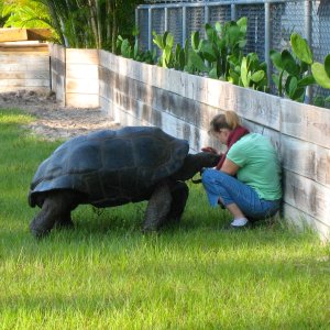 ALDABRA BREEDER
