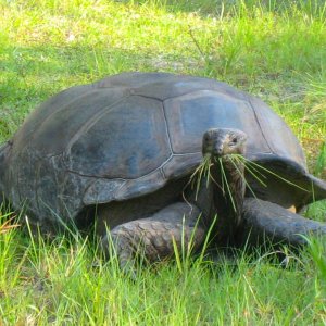 ALDABRA BREEDER
