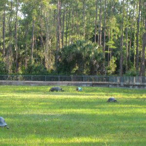 ALDABRA BREEDER
