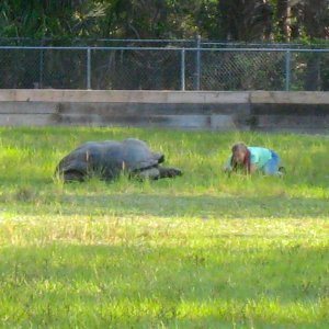 ALDABRA BREEDER