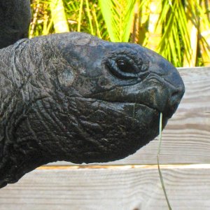 ALDABRA BREEDER