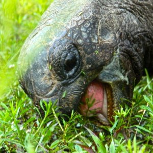 ALDABRA BREEDER
