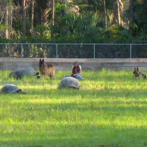 ALDABRA BREEDER