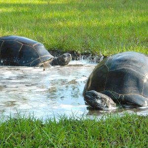 ALDABRA BREEDER