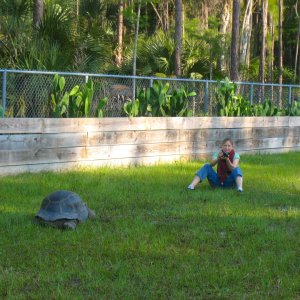 ALDABRA BREEDER