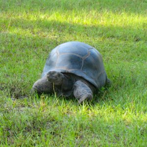 ALDABRA BREEDER