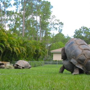 ALDABRA BREEDER