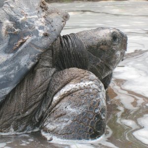 ALDABRA BREEDER