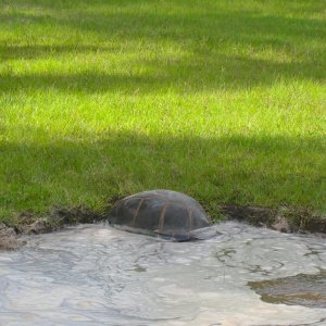 ALDABRA BREEDER