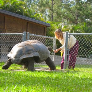 ALDABRA BREEDER