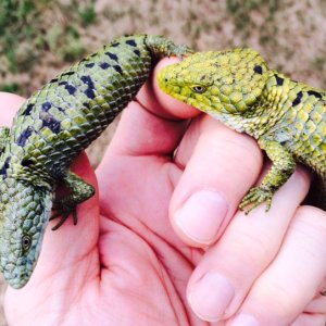 Abronia mixteca