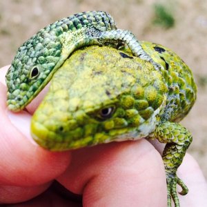 Abronia mixteca
