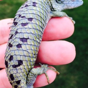 Abronia mixteca