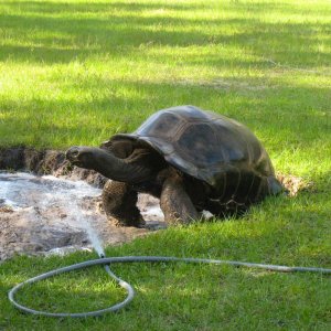 ALDABRA BREEDER