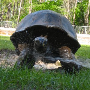 ALDABRA BREEDER