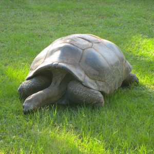 ALDABRA BREEDER