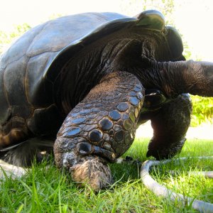 ALDABRA BREEDER