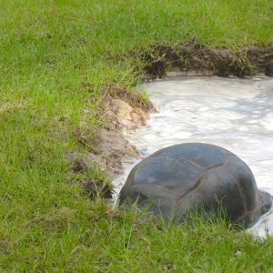 ALDABRA BREEDER