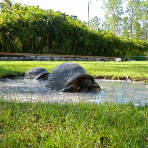 ALDABRA BREEDER