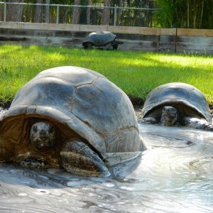 ALDABRA BREEDER