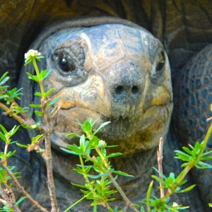 ALDABRA BREEDER