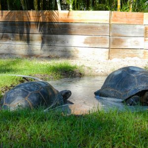 ALDABRA BREEDER