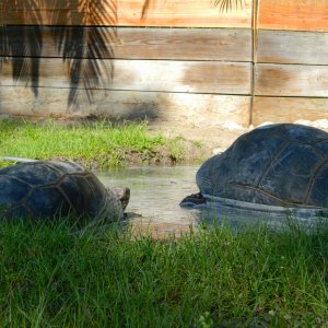 ALDABRA BREEDER