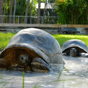 ALDABRA BREEDER