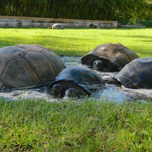 ALDABRA BREEDER