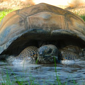 ALDABRA BREEDER