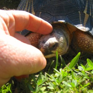 ALDABRA BREEDER