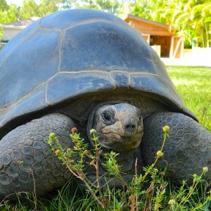 ALDABRA BREEDER