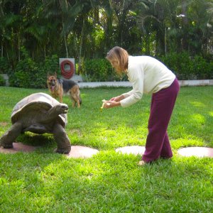 ALDABRA BREEDER
