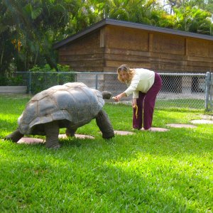 ALDABRA BREEDER