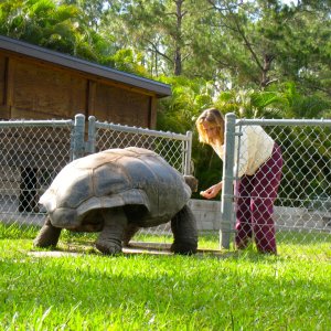 ALDABRA BREEDER