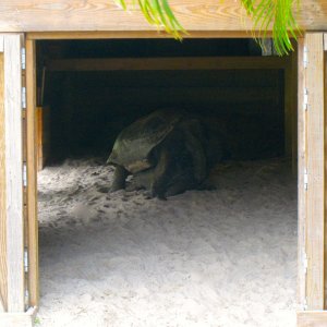 ALDABRA BREEDER
