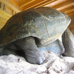 ALDABRA BREEDER