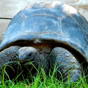 ALDABRA BREEDER
