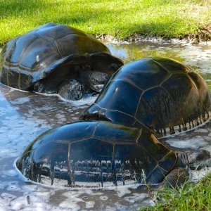 ALDABRA BREEDER