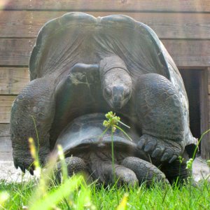 ALDABRA BREEDER
