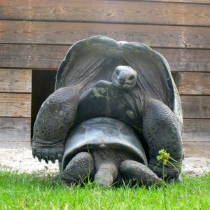 ALDABRA BREEDER