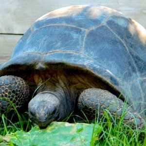 ALDABRA BREEDER