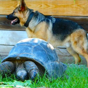 ALDABRA BREEDER