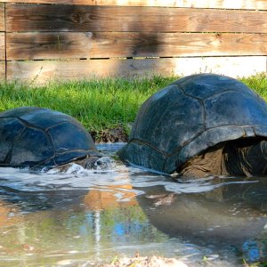 ALDABRA BREEDER