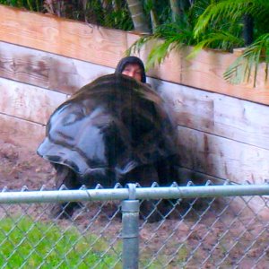 ALDABRA BREEDER