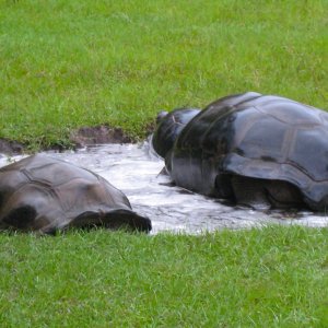 ALDABRA BREEDER