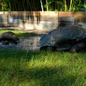 ALDABRA BREEDER