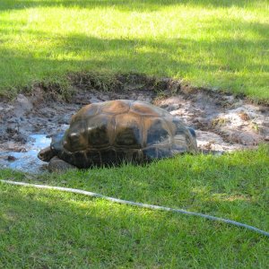 ALDABRA BREEDER