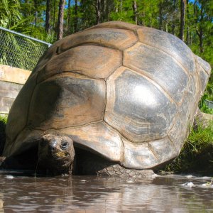 ALDABRA BREEDER