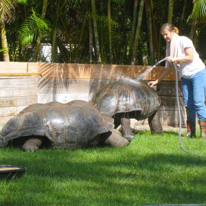 ALDABRA BREEDER